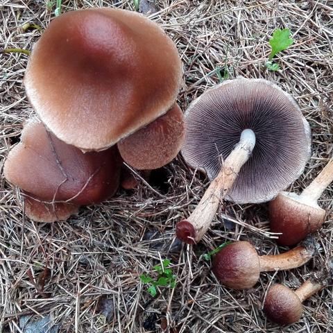 炒蘑菇视频吓懵网友，为什么你做的菌子总像毒蘑菇警告？