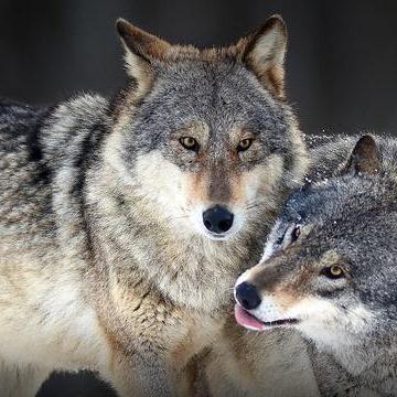 兽战：探索动物与人类合作的战斗传奇