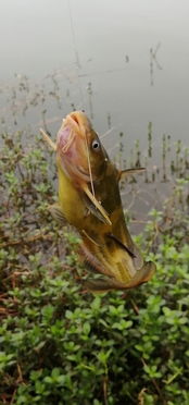 揭秘鱼嘴巴一张一合的真相：鱼儿如何呼吸