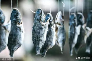 揭秘鱼嘴巴一张一合的真相：鱼儿如何呼吸