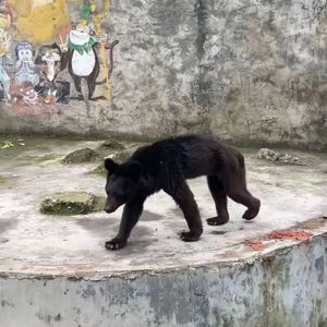 黑熊惊动驯养员，动物园紧急停演震撼升级