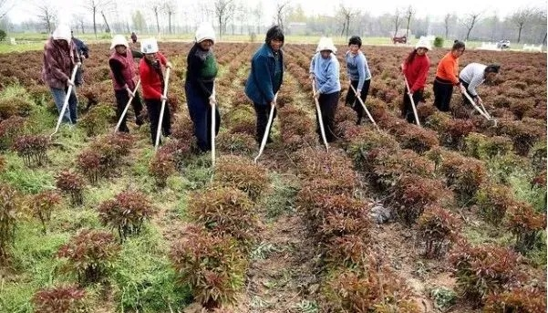 农业与拆迁中的“三抢”现象解析及应对措施