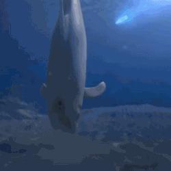 海豚自愿为虎鲸打工，只为换取美食佳肴