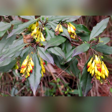 植物OL玩家必看，为什么你卡关的根源，藏在「物种链」里？