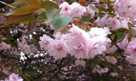 让村子里的精灵怀孕4樱花,怀孕后发生的变化？