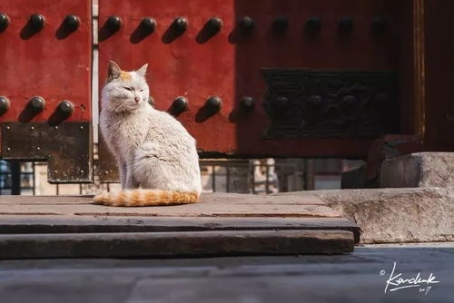 《喵喵宫廷》挂机新体验：故宫撸猫学知识，抢先版今日发售！