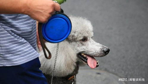 女子遭狗撞亡5月未获赔，丈夫ICU病倒新困境