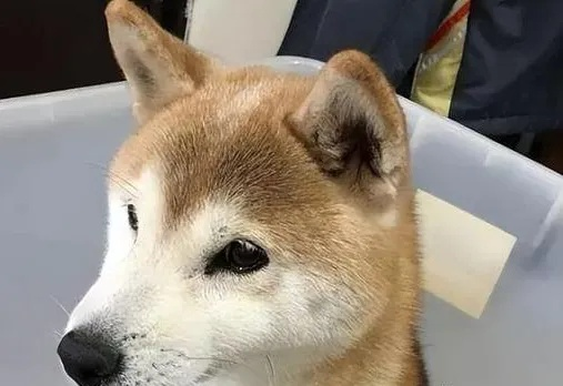 网红柴犬佩奇不幸中毒离世，标志性“飞机耳”憨笑表情成永恒回忆