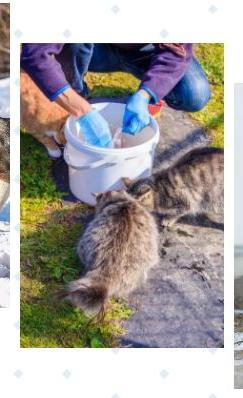 外卖英雄误救猞猁，街头闲逛奇遇新生命放归野