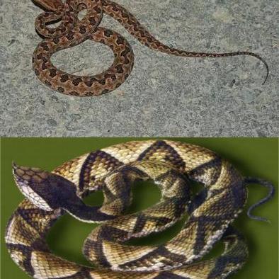 男子养蛇意外截肢，揭秘五步蛇饲养风险与价值