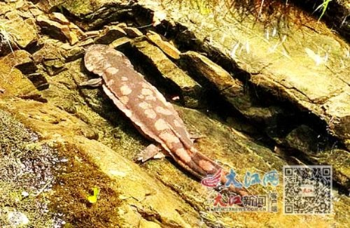 重庆现57斤“水中活化石”野生大鲵，珍稀程度令人惊叹