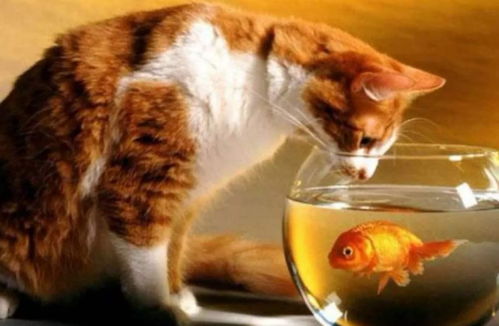 双喜临门！猫爪鱼儿皆可得，95%好评钓鱼大作《猫猫钓游记》DLC免费畅玩