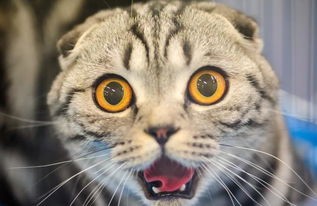 为什么你玩扑猫总扑空？老玩家压箱底的3个帧级技巧全在这