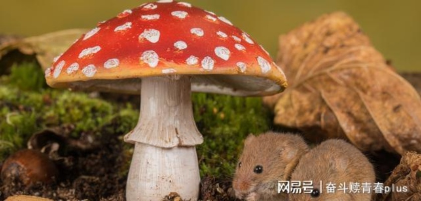 男子盗取高价蘑菇被判刑三年，蘑菇价值高达143.2元引关注