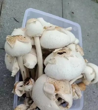 男子盗取高价蘑菇被判刑三年，蘑菇价值高达143.2元引关注