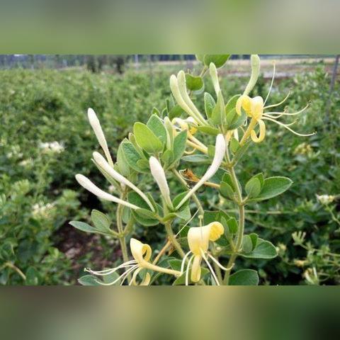 《异环》PS5国行版即将上线,二次元GTA付费测试引期待 《异环》PS5国行版即将上线,二次元GTA付费测试引期待