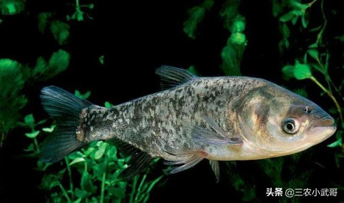 小型亚口鱼好养吗？新手也能轻松养好这种鱼！