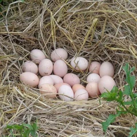 400万粉“蛋神”华丽转身,从鸡蛋爱好者到创业新贵! 400万粉“蛋神”华丽转身,从鸡蛋爱好者到创业新贵!
