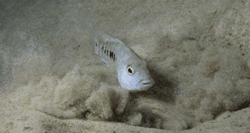 半身被噬仍顽强生存，鲳鱼主人：精心呵护可长寿传奇