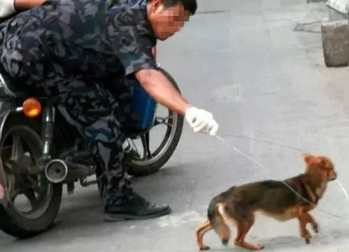 狗儿联手偷骑三轮,车主全责揭秘新奇案 狗儿联手偷骑三轮,车主全责揭秘新奇案