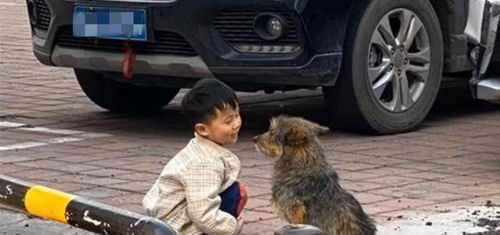 狗儿联手偷骑三轮,车主全责揭秘新奇案 狗儿联手偷骑三轮,车主全责揭秘新奇案