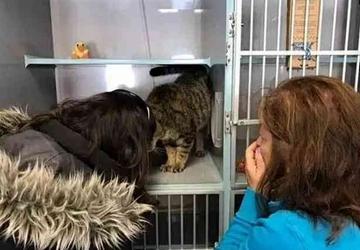 失而复得：11年流浪猫终回旧宅，主人泪目见证奇迹