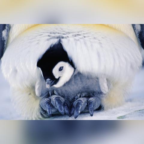 网购10减9蛋变1枚揭秘：商家巧妙数学游戏