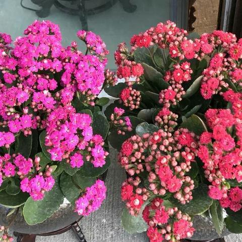 植物大战僵尸重植版,全新升级,畅享绿色生态盛宴 植物大战僵尸重植版,全新升级,畅享绿色生态盛宴