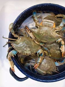 英国禁煮龙虾螃蟹引争议：餐饮业呼吁人道击晕处理，成本高昂成难题