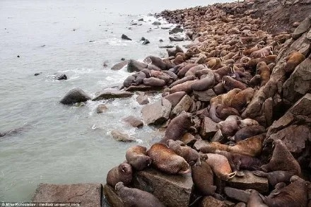 北海狮横行无人岛,渔业损失惨重揭秘新危机 北海狮横行无人岛,渔业损失惨重揭秘新危机