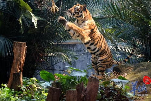 罕见“六虎同框”诞下五崽，中国首次见证自然奇观！