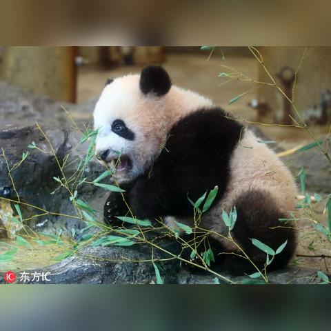 日本动物园奇招再现：游客体验“熊猫假面”互动新风尚