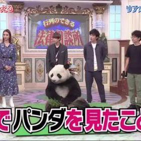 日本动物园奇招再现：游客体验“熊猫假面”互动新风尚