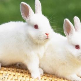 哦耶!愤怒的死亡兔子到底藏着多少玩疯了的细节？老玩家熬3夜扒出的爽点全在这