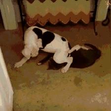 体型差异革新《刺客信条：影》未来玩法新篇章