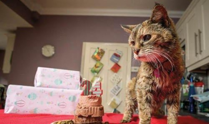 猫咪传奇！30岁弗洛西生日庆，长寿秘诀大揭秘