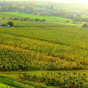 野猪王刷不出？3招吃透刷新逻辑，我用2小时拿满掉落全成就