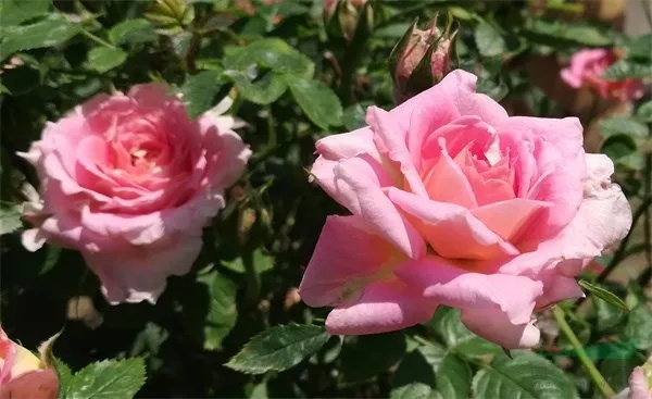 宝华月季：二舅传承，新春绽放新风采