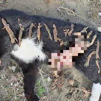 2050年目标:新西兰野猫清零,守护生态新篇章 2050年目标:新西兰野猫清零,守护生态新篇章