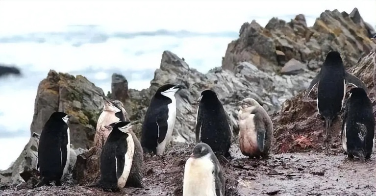 南极奇观：企鹅粪便遍布，探寻臭气背后的生态奥秘