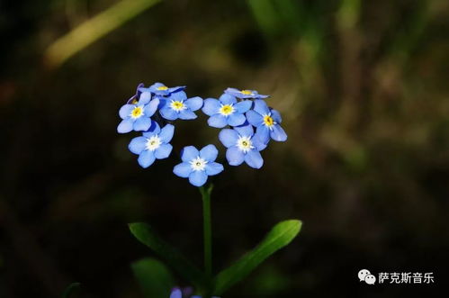 勿忘我存档踩坑急救，手动存档在哪？云同步失败怎么办？一篇说透