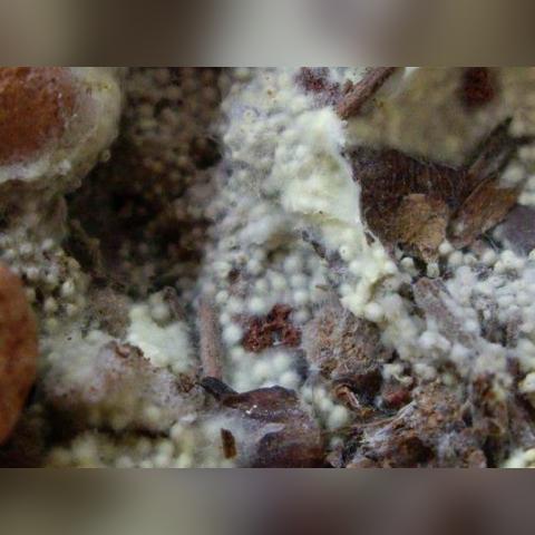 孢子秘籍使用全攻略