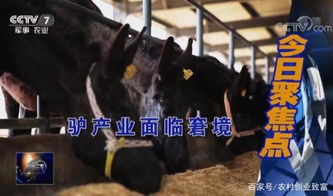 长城新平台“归元”命名揭晓：驴火第四名败北引关注