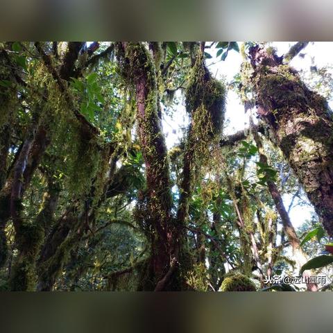 《寄生种》惊悚试玩DEMO：揭秘未知生存秘境