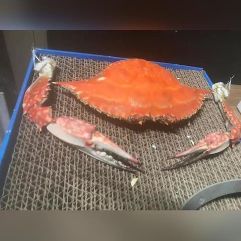 铁血战士游戏，为什么高玩从不吃满伤害？4个隐藏机制解决你90%的实战痛点