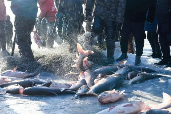 169万豪礼！京东独家赞助查干湖冬捕，头鱼免费大放送！