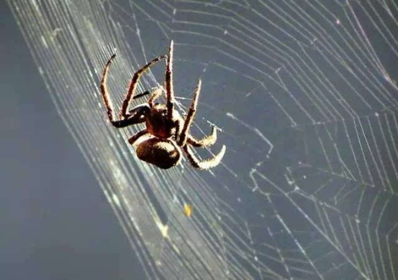 蜘蛛威客到底藏着多少没说透的赚钱门道？老玩家用3个月实战扒出核心玩法