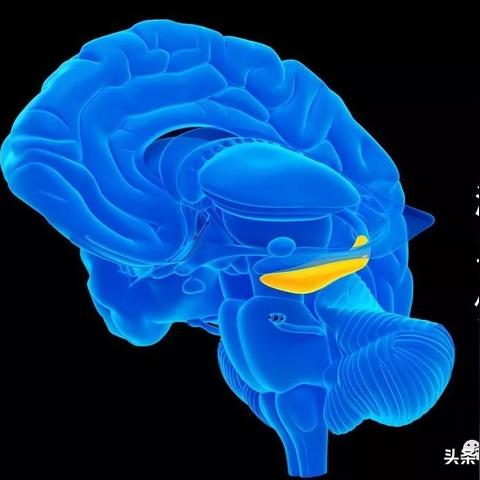 马斯克预言:半永生技术突破,人类未来可期 马斯克预言:半永生技术突破,人类未来可期