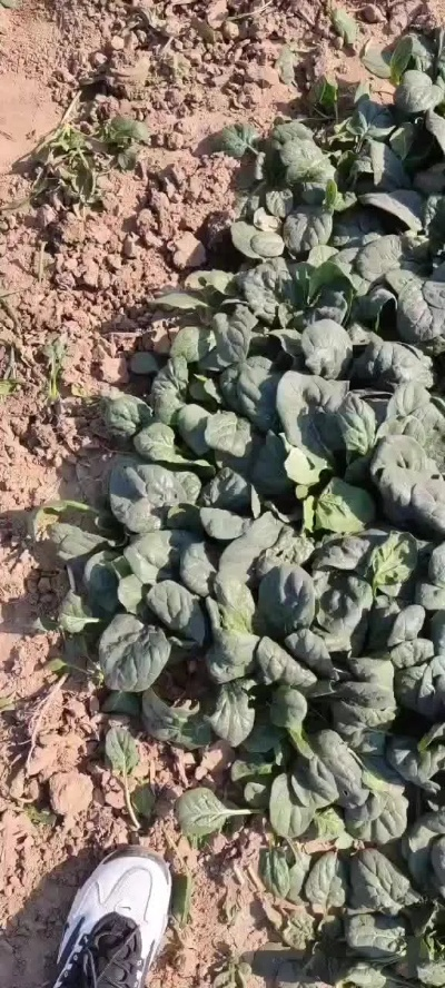 河南趴地菠菜成蔬菜界爱马仕，营养新宠引关注