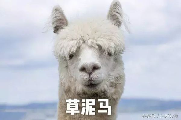 委屈表情新潮流，义乌“哭哭马”戳中当代“牛马”心